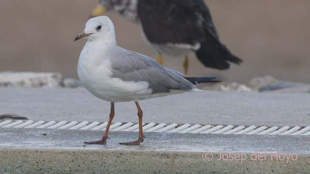 Gray-hooded Gull - ML608754350