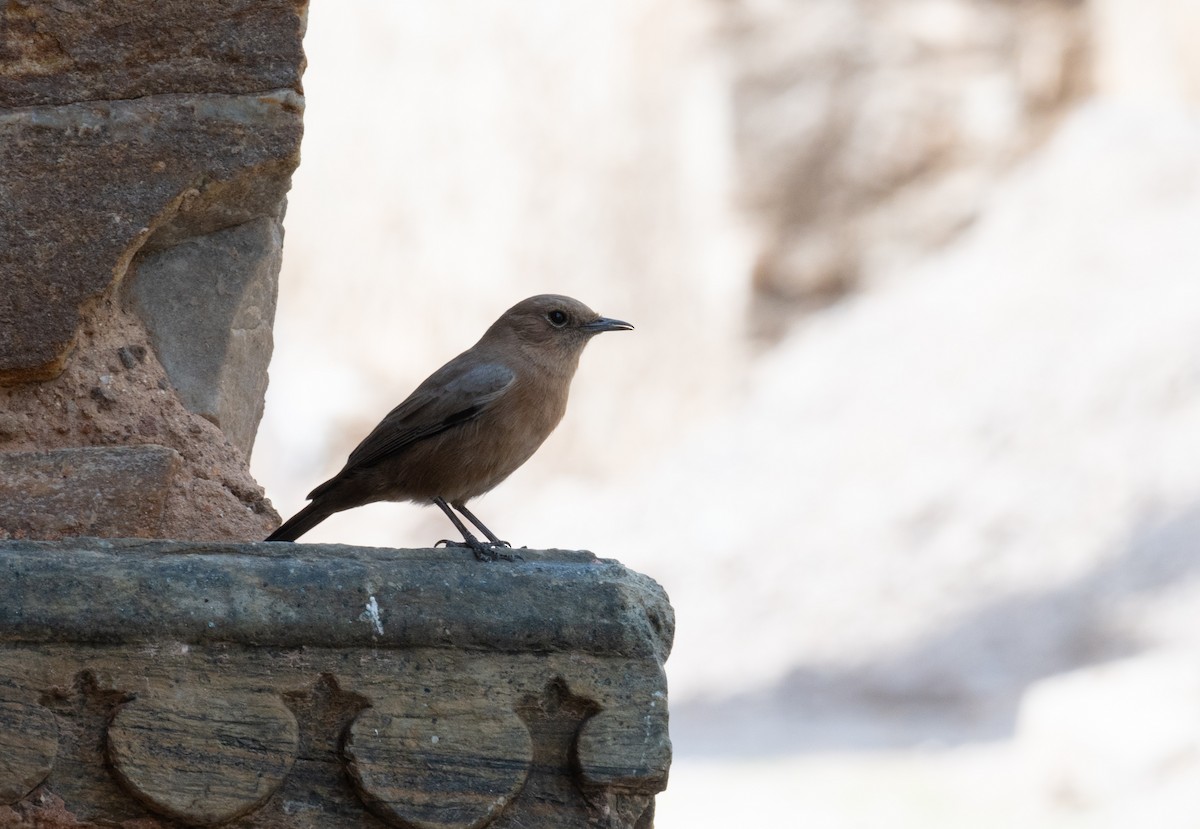 チャイロイワビタキ - ML608754356