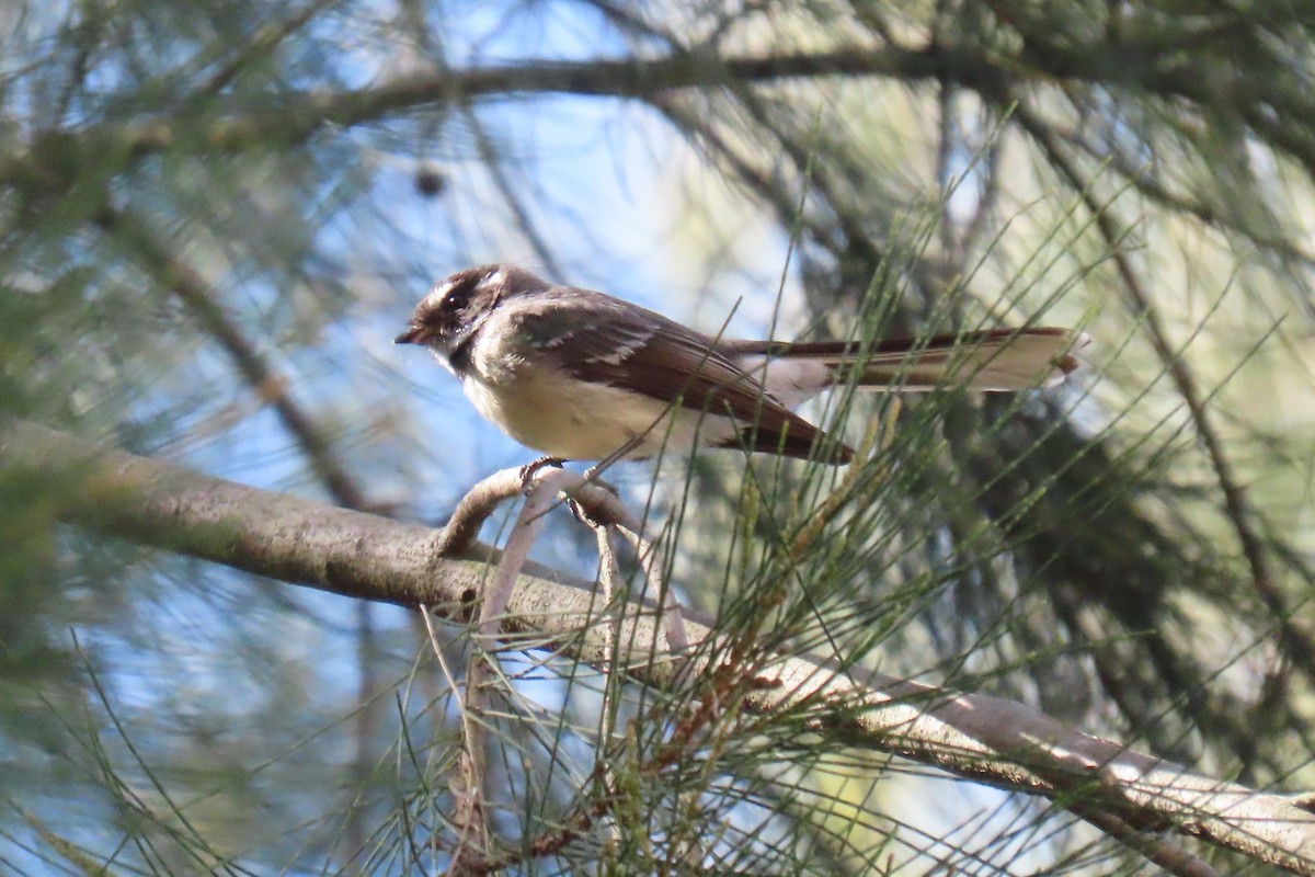 Gray Fantail - ML608754438