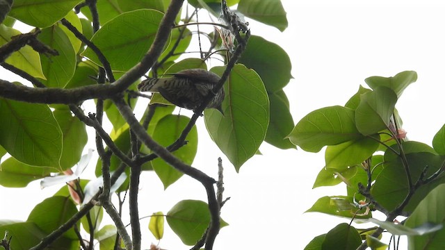 African Emerald Cuckoo - ML608754631