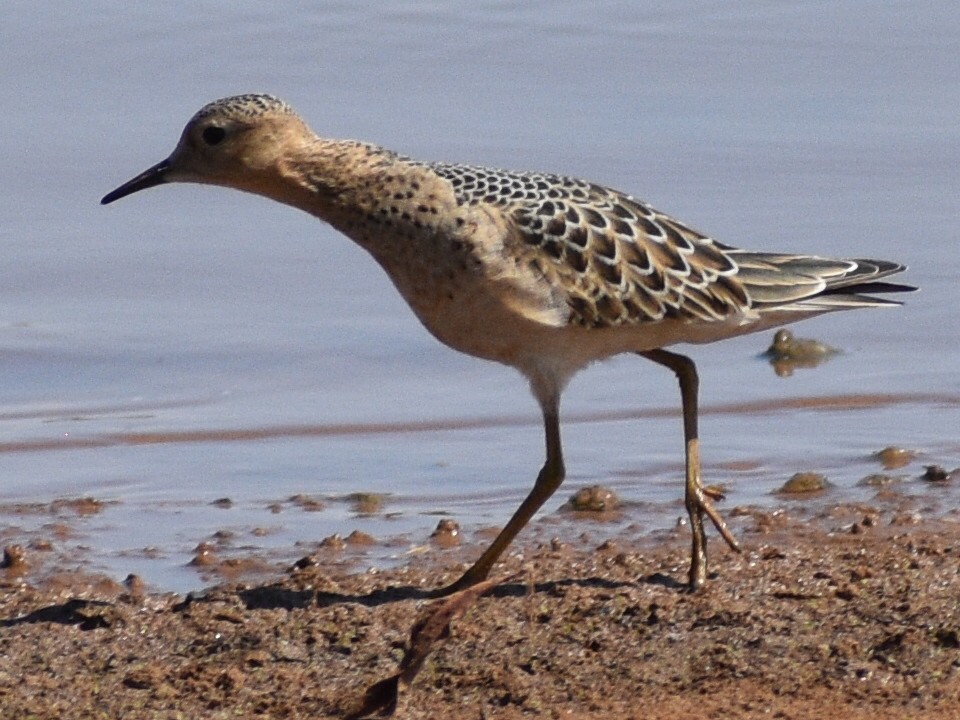 Buff-breasted Sandpiper - ML608754676