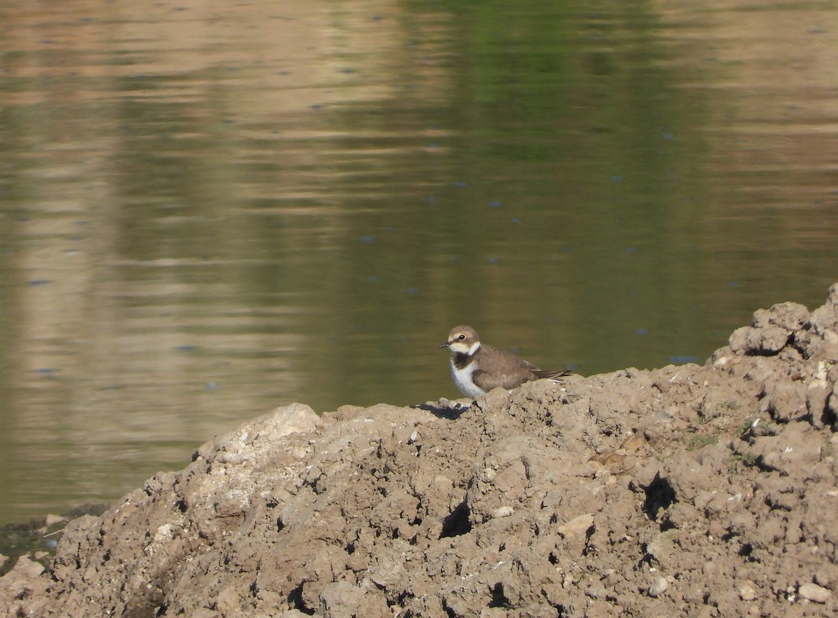 Little Ringed Plover - Jiří Rohlena