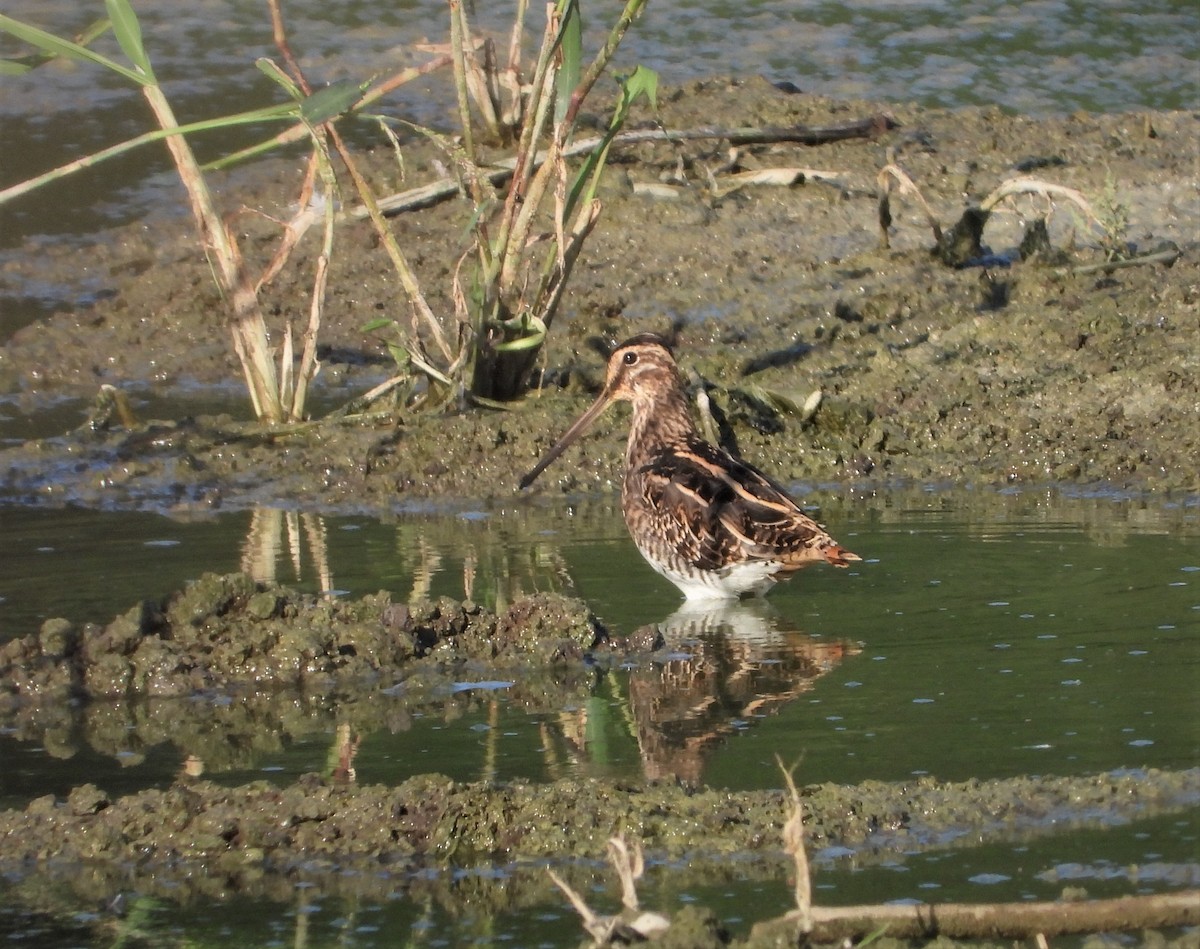 Common Snipe - Jiří Rohlena