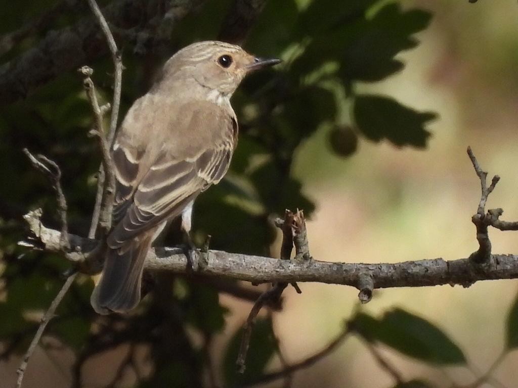 Spotted Flycatcher - ML608755027