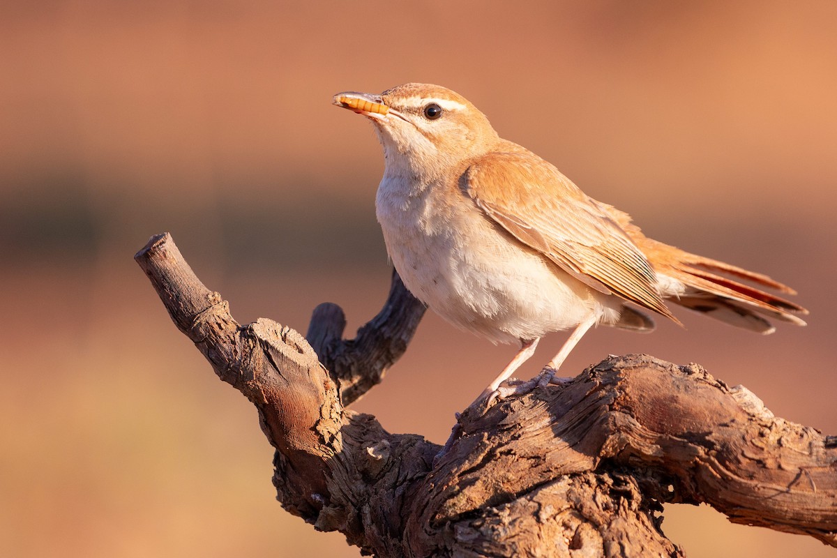 Rufous-tailed Scrub-Robin - ML608755183