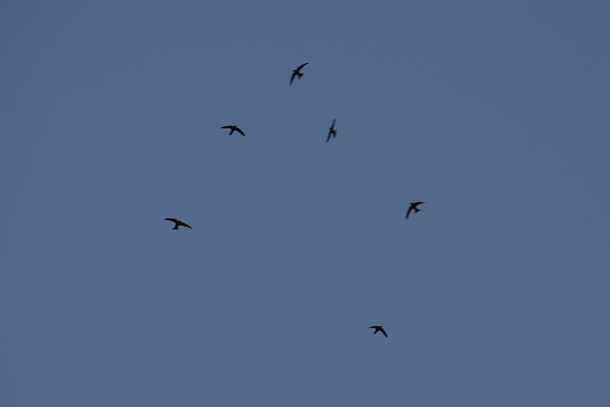 House Swift - ML608755184