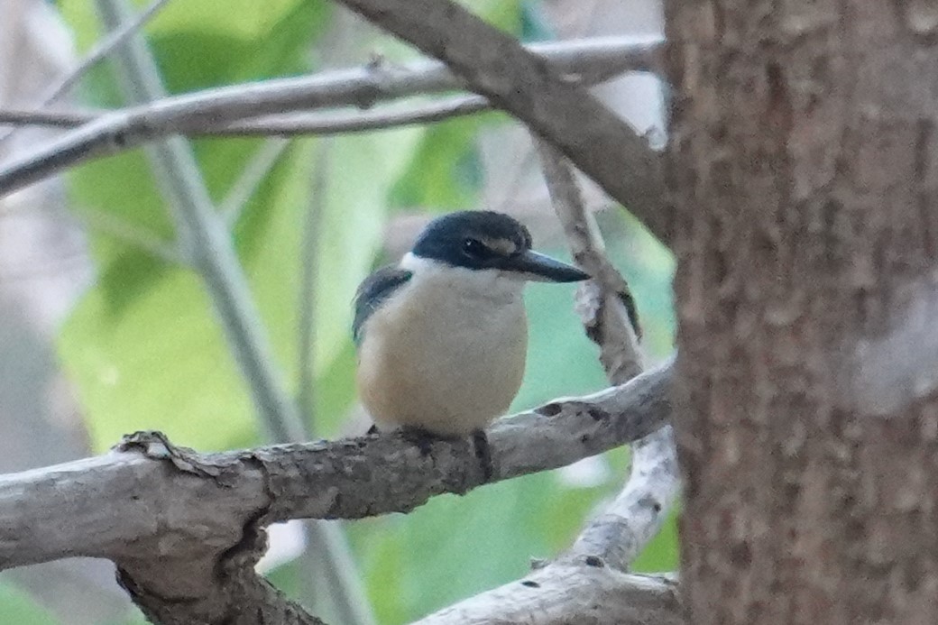 Sacred Kingfisher (Australasian) - ML608755185
