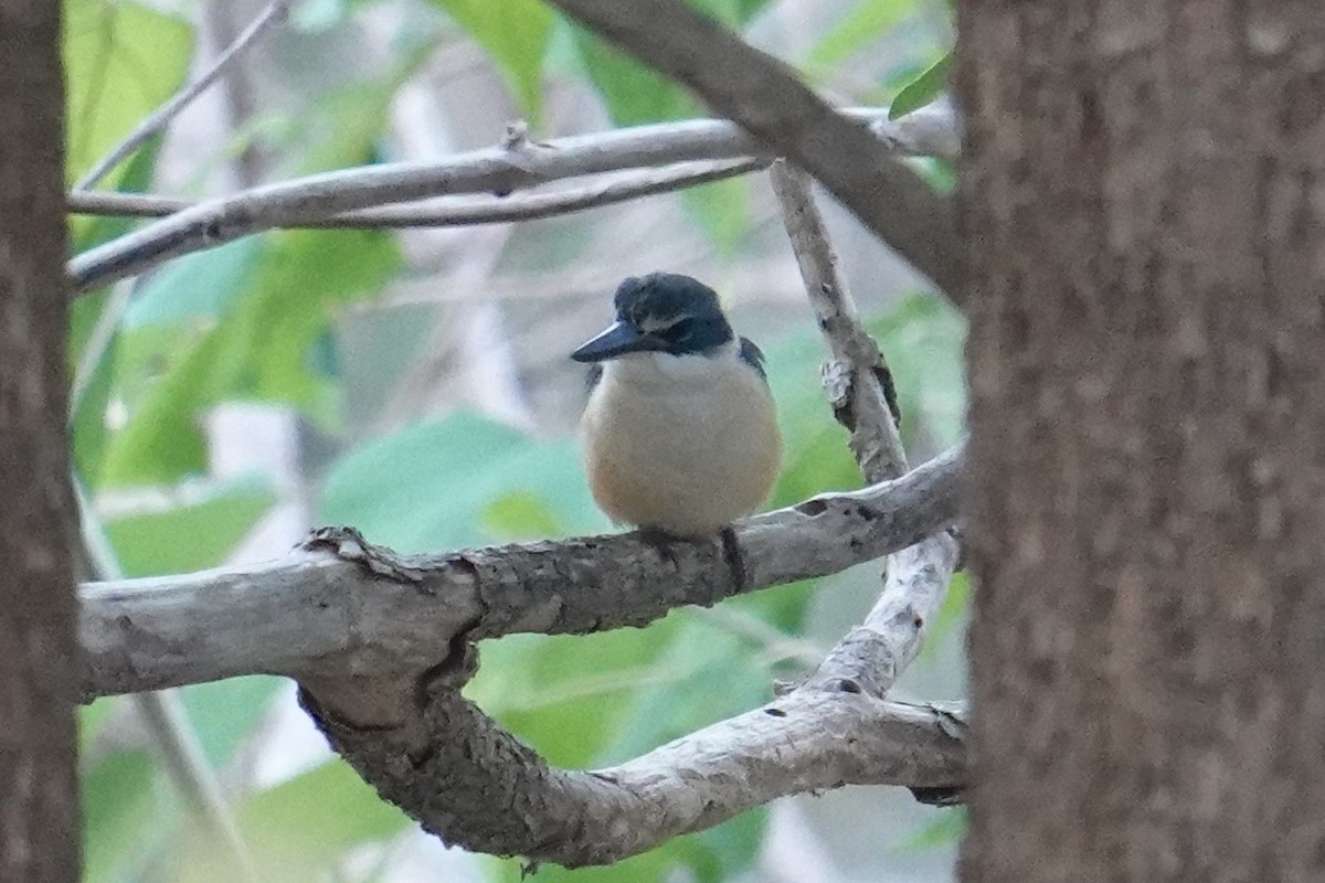 Sacred Kingfisher (Australasian) - ML608755186