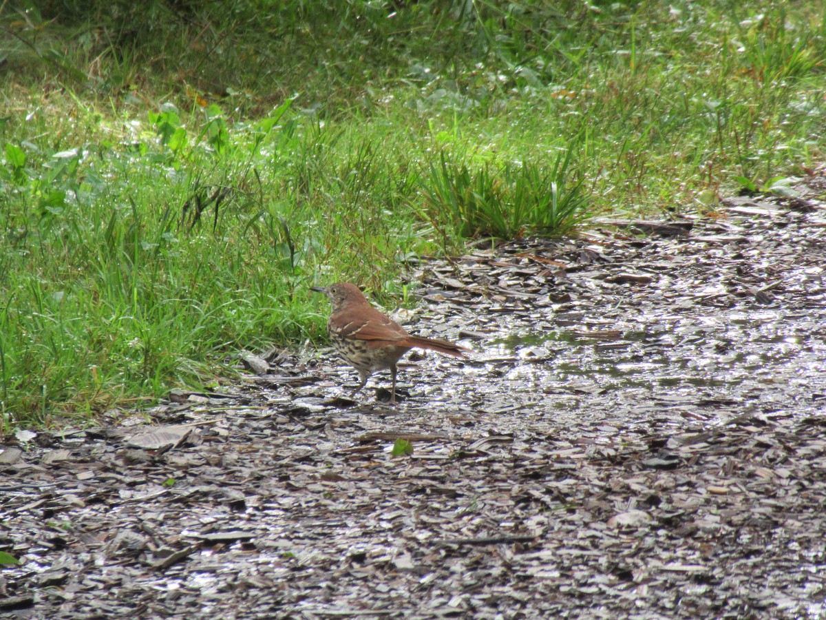 Brown Thrasher - David Wiles