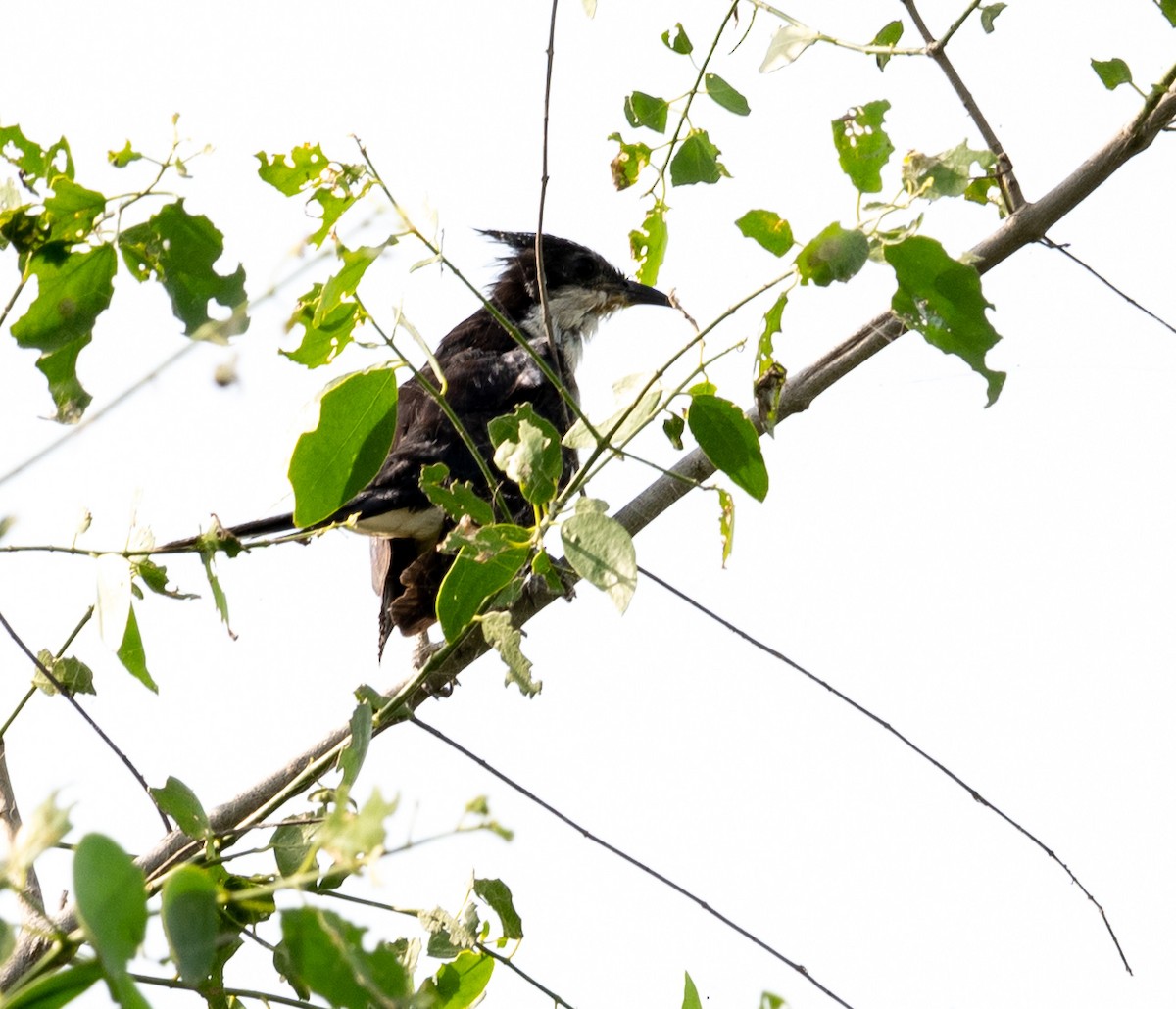 Pied Cuckoo - ML608755378