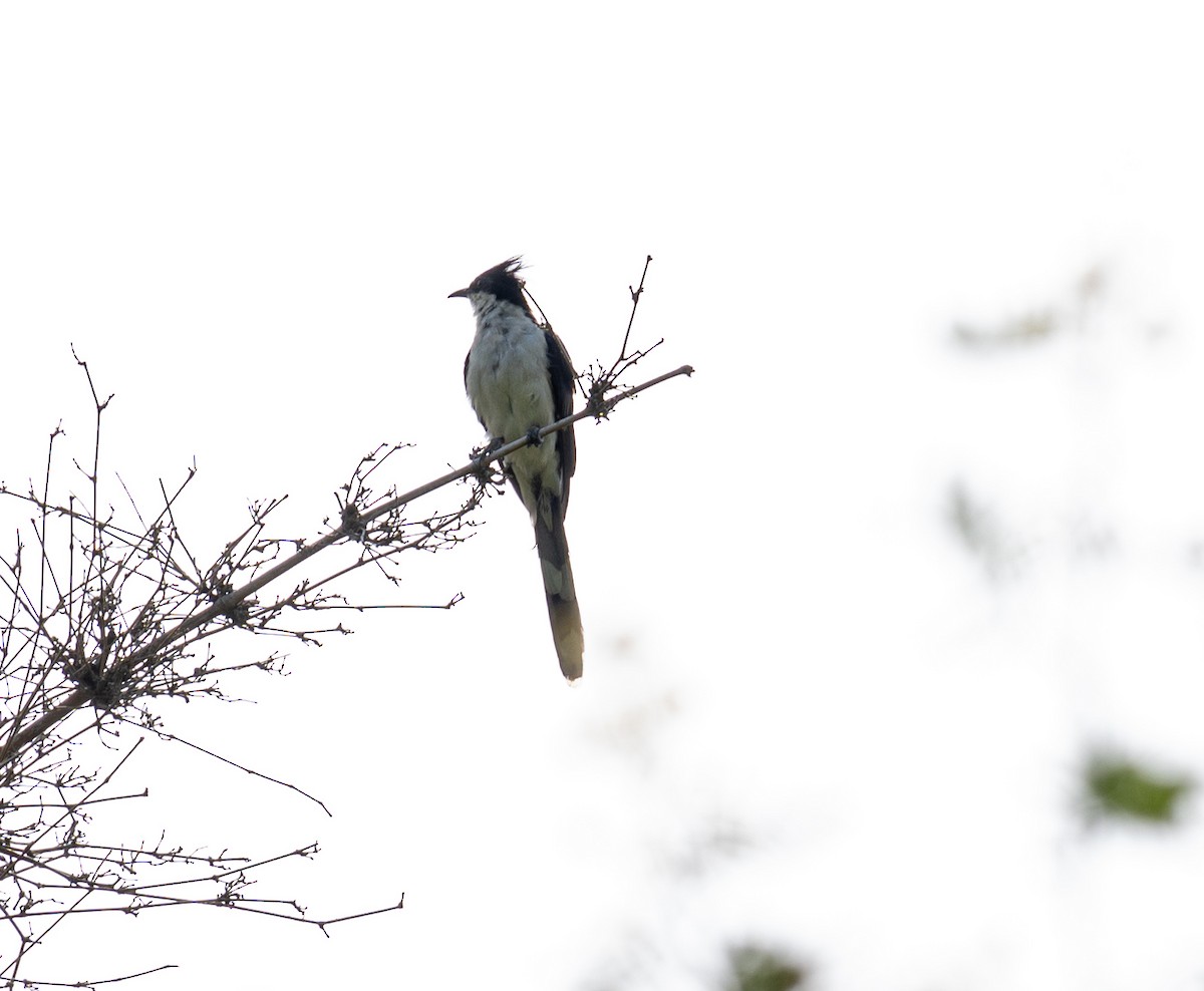 Pied Cuckoo - ML608755379