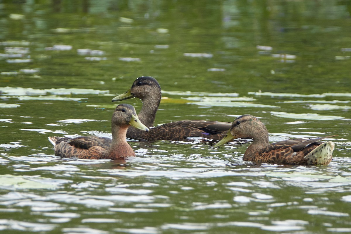 Canard colvert - ML608755463