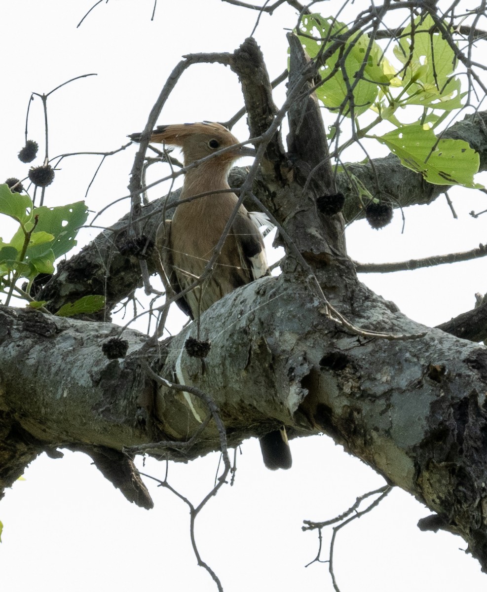 ヤツガシラ - ML608755485