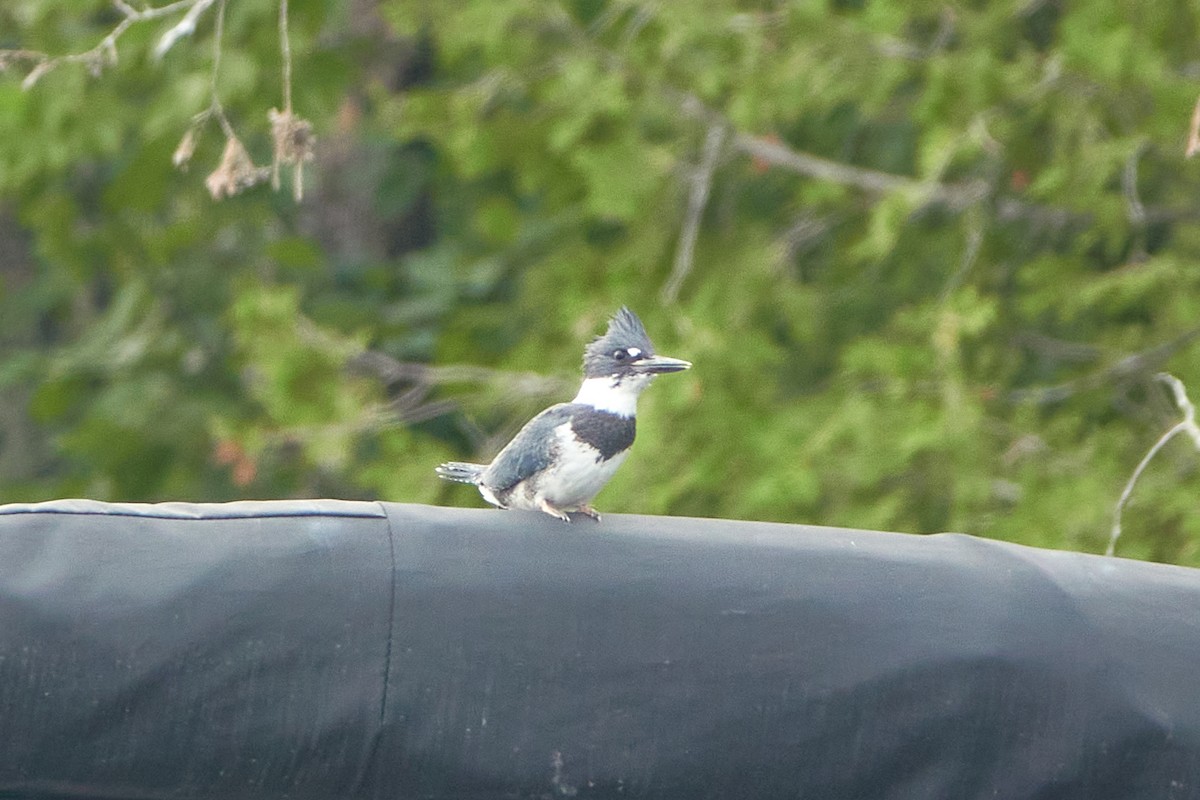 Belted Kingfisher - ML608755486