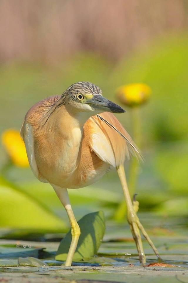 Squacco Heron - ML608755567
