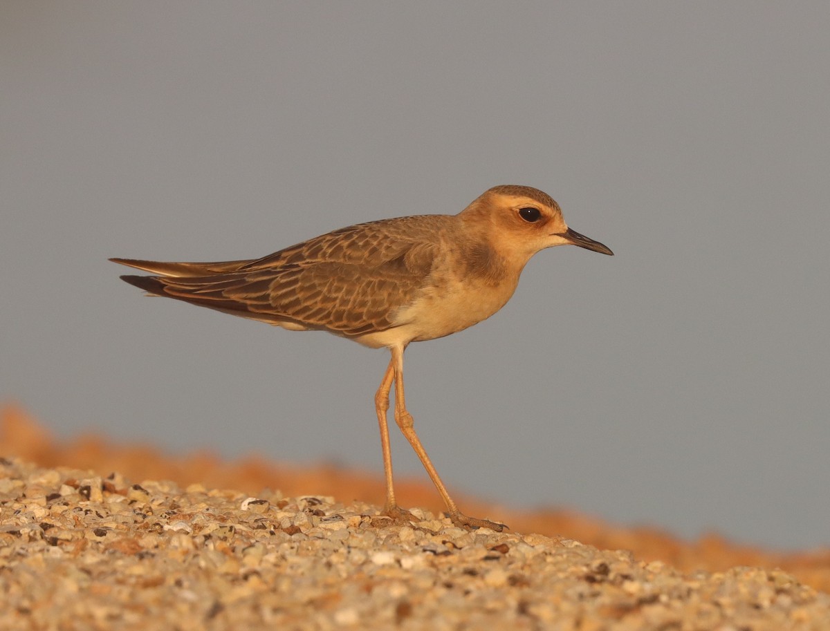 Oriental Plover - Dan Ashdown