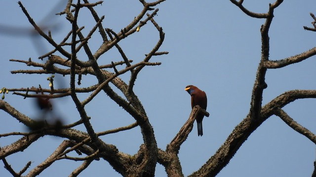 Blue-throated Roller - ML608755757