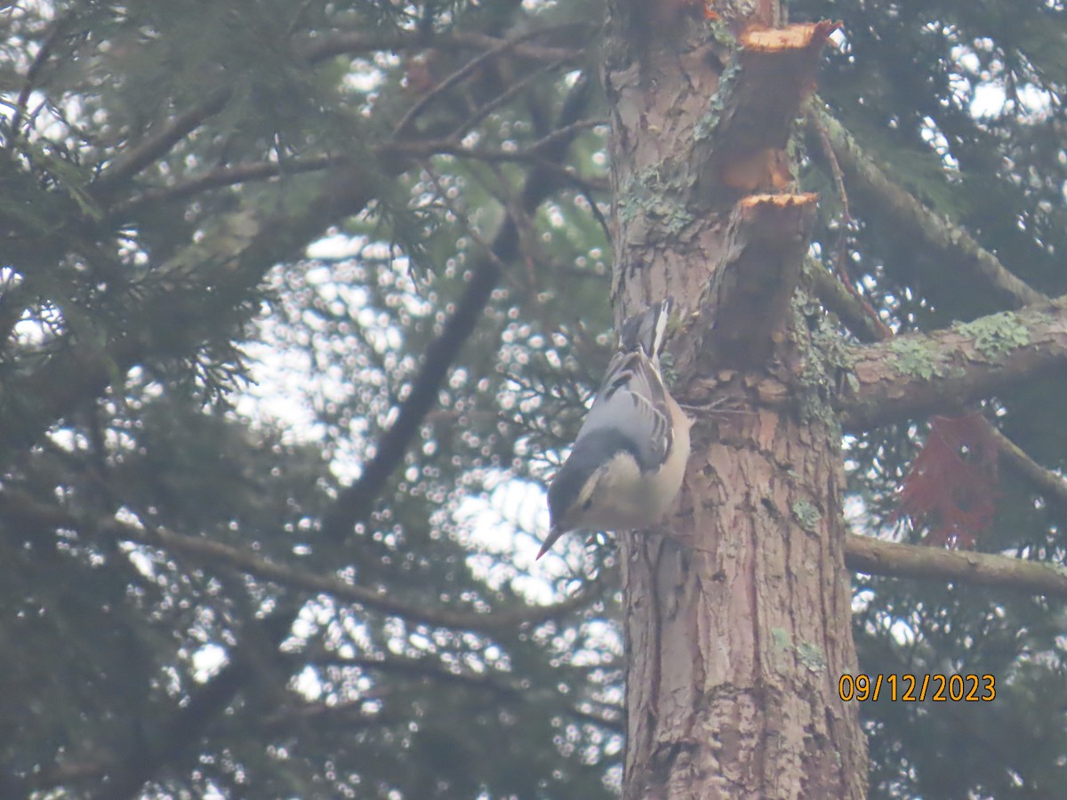 White-breasted Nuthatch - ML608755762