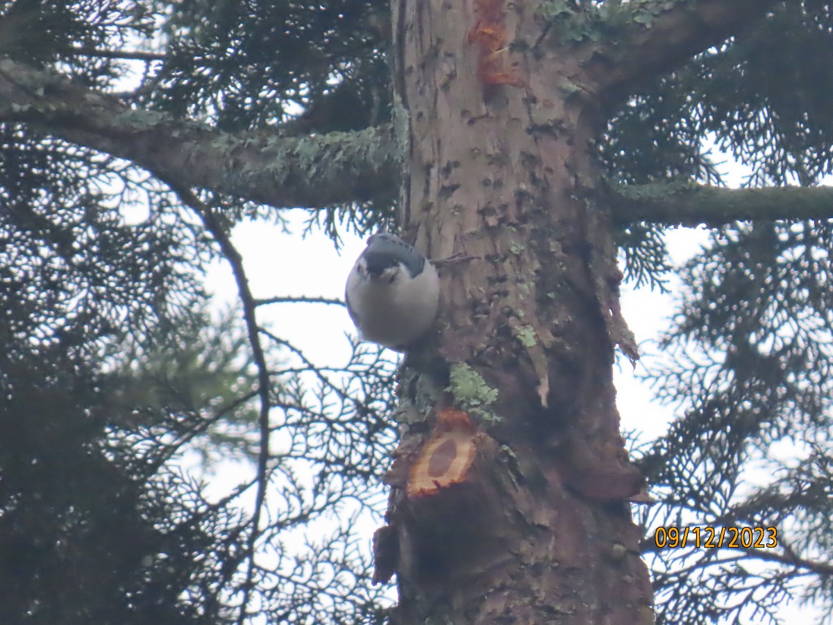 White-breasted Nuthatch - ML608755764