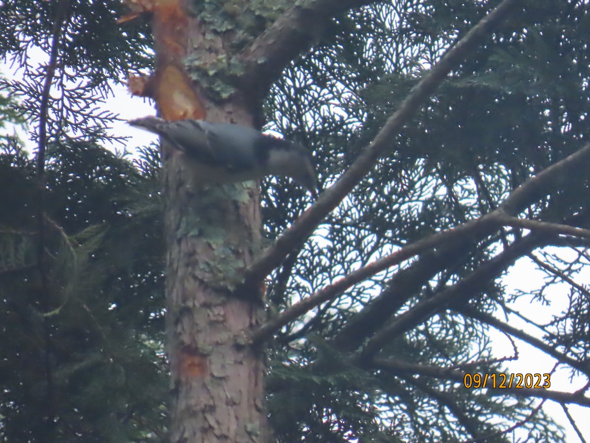 White-breasted Nuthatch - ML608755769