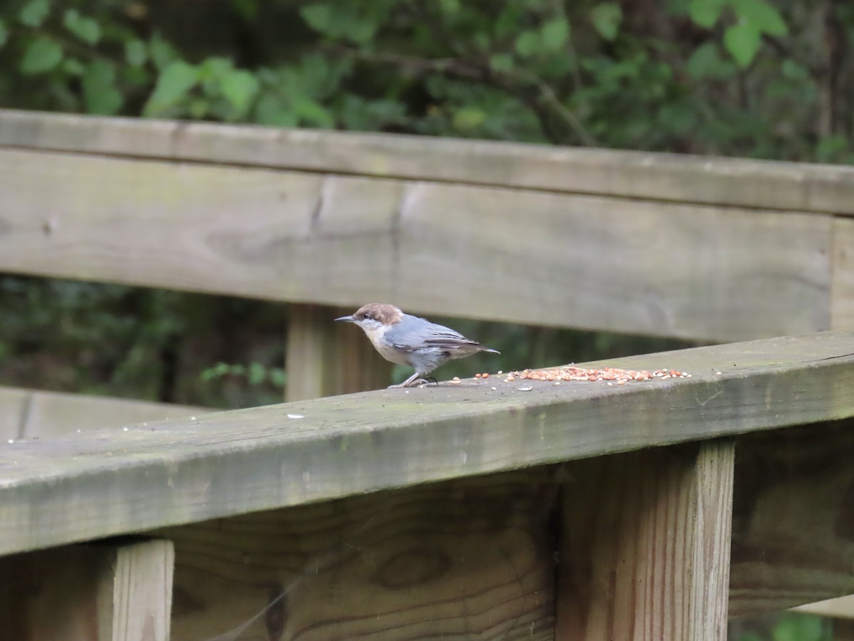 Brown-headed Nuthatch - ML608755785