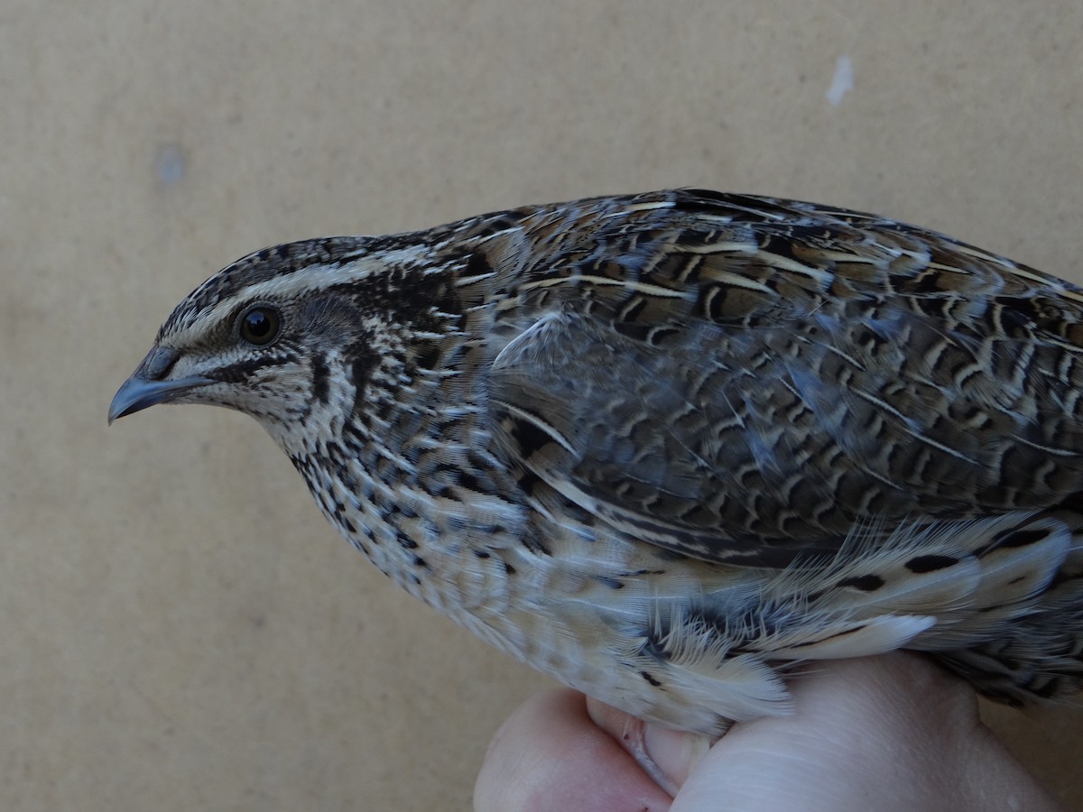 Common Quail - ML608755808