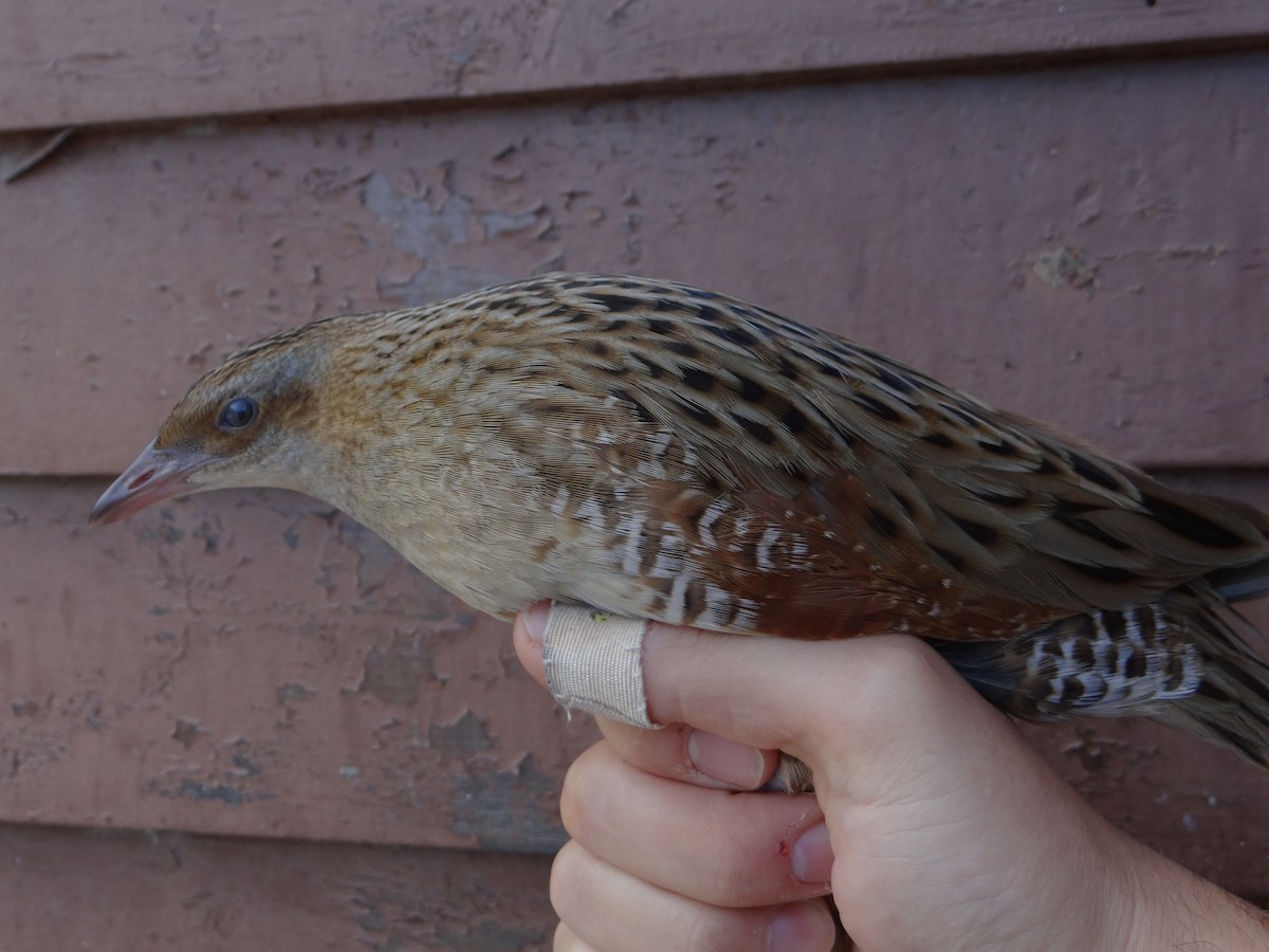 Corn Crake - ML608755813