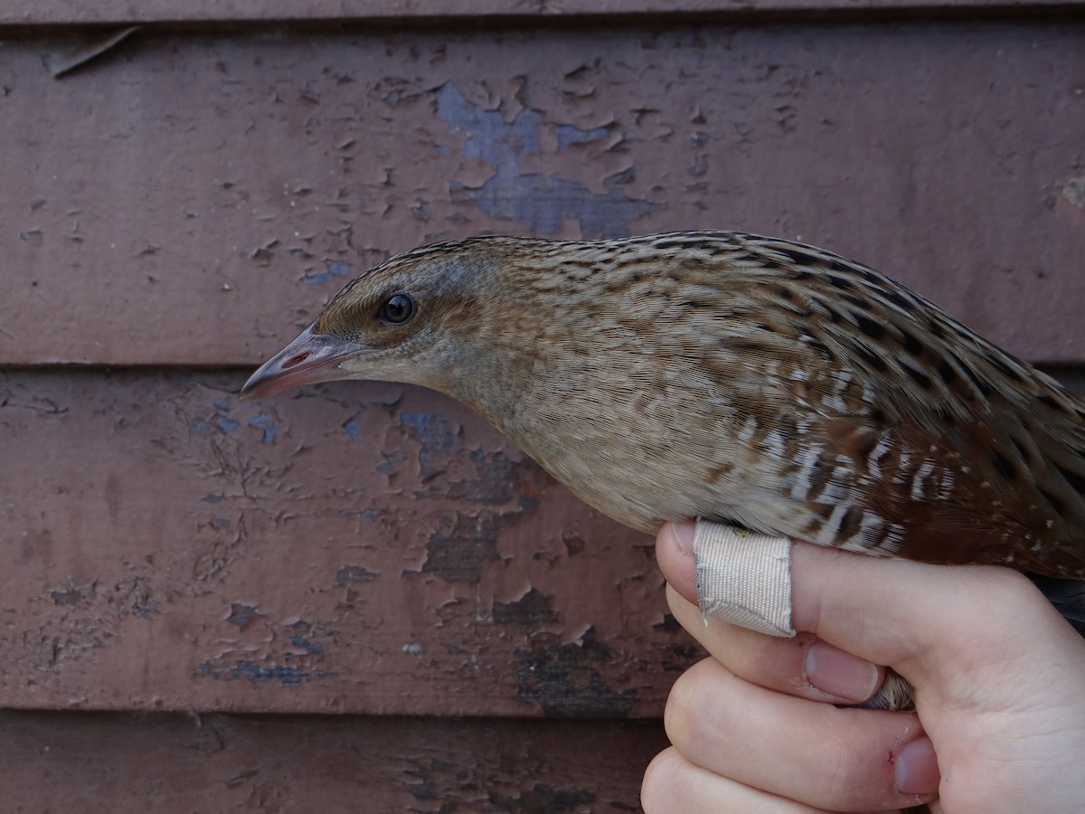 Corn Crake - ML608755814