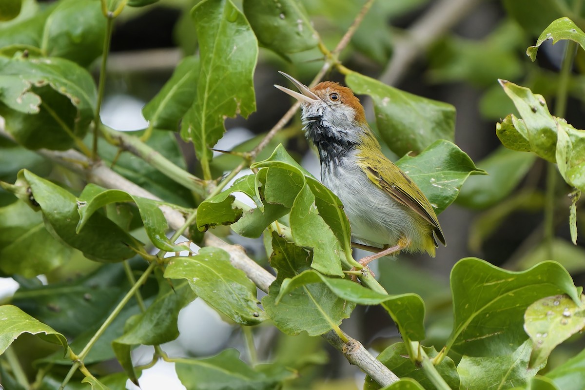 Dunkelkehl-Schneidervogel - ML608755907