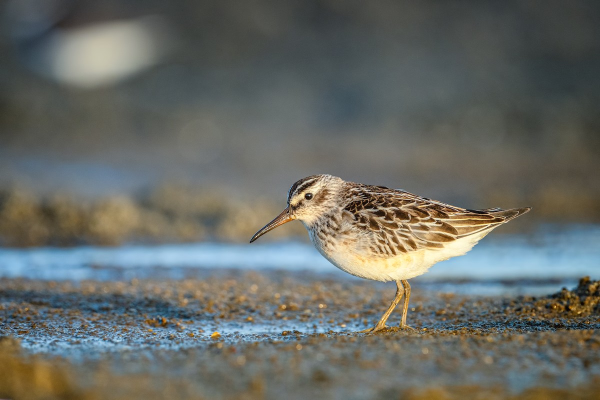 Broad-billed Sandpiper - Alper Tüydeş
