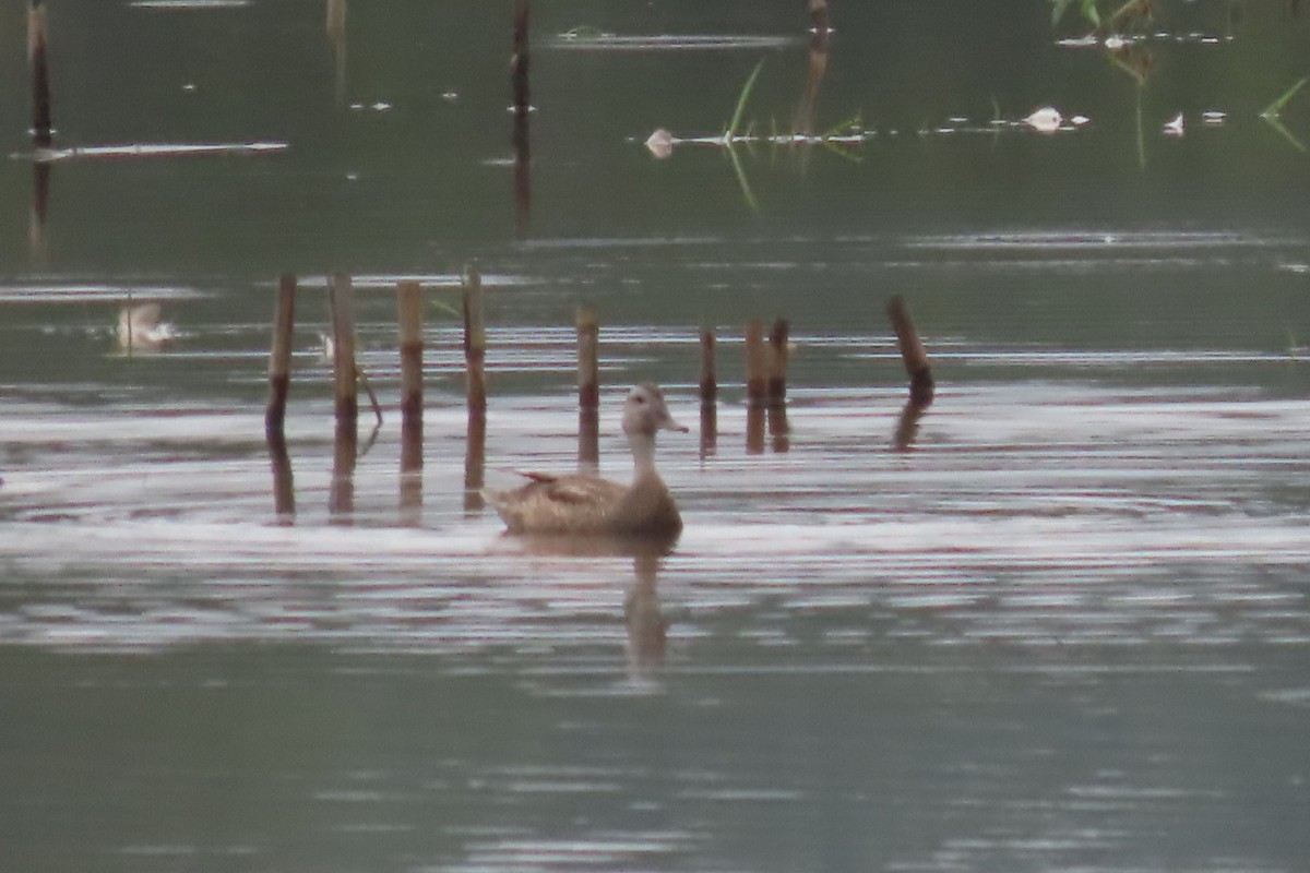 Gadwall - ML608756060