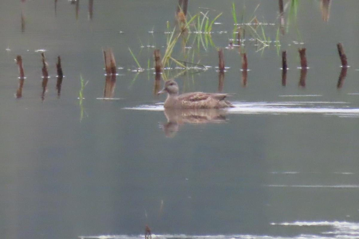 Gadwall - ML608756061