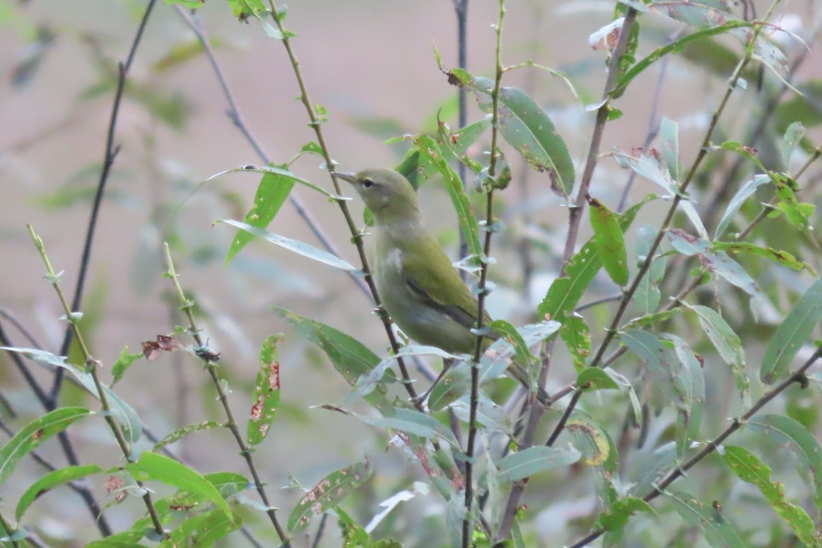 Tennessee Warbler - ML608756065