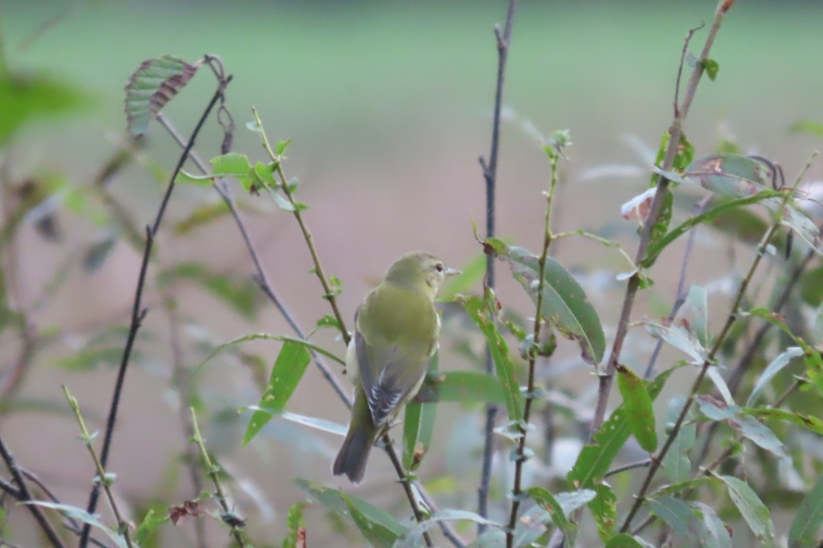 Tennessee Warbler - ML608756066