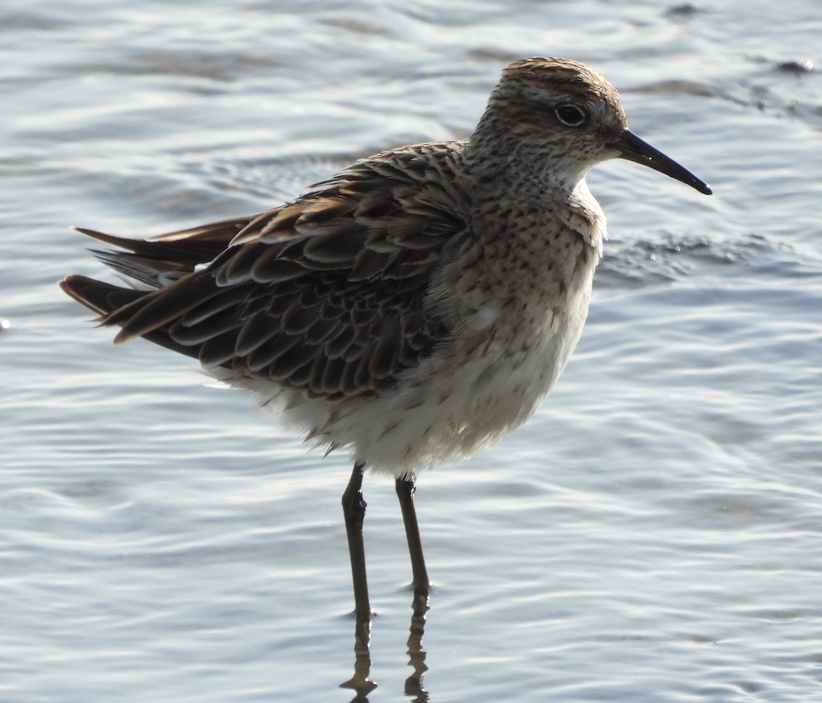 Sharp-tailed Sandpiper - ML608756090