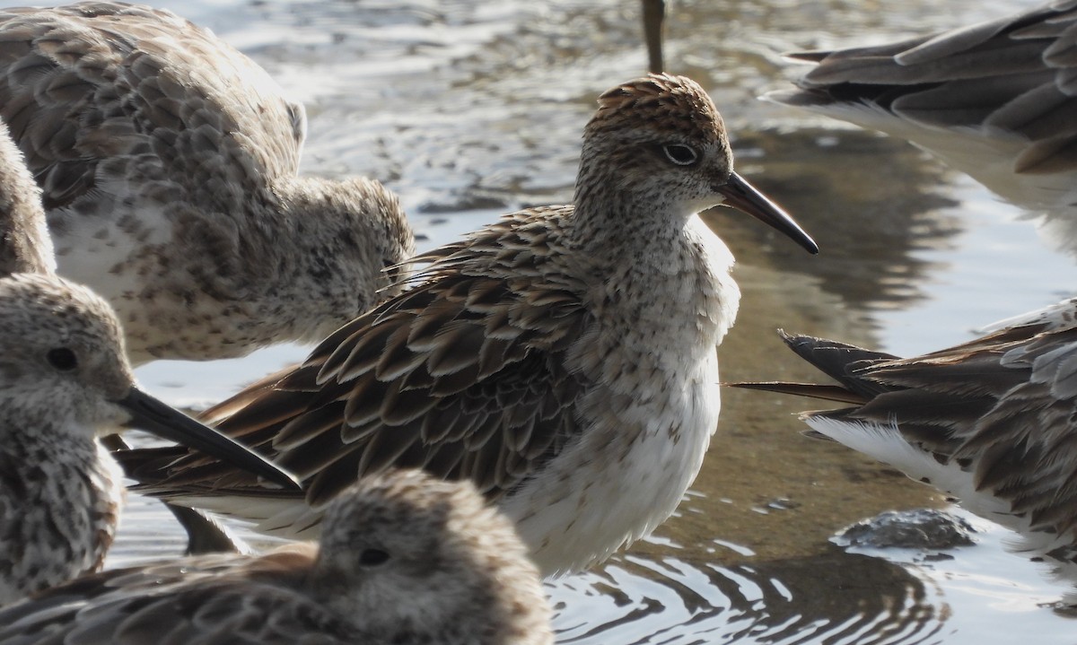 Sharp-tailed Sandpiper - ML608756091