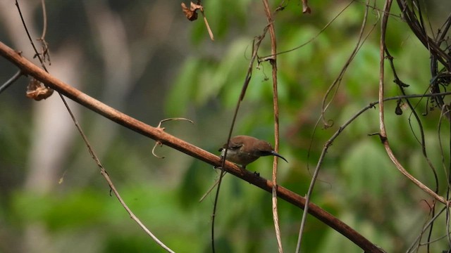 Зеленогорлая нектарница - ML608756255