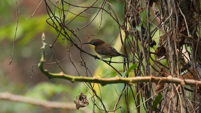 Green-throated Sunbird - ML608756256