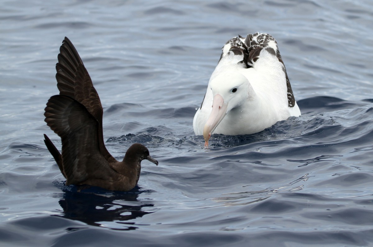 Albatros hurleur, A. de Tristan da Cunha ou A. des Antipodes - ML608756289
