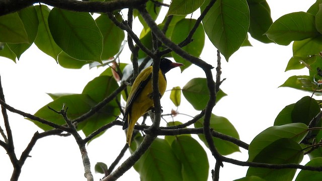 ハグロコウライウグイス - ML608756392