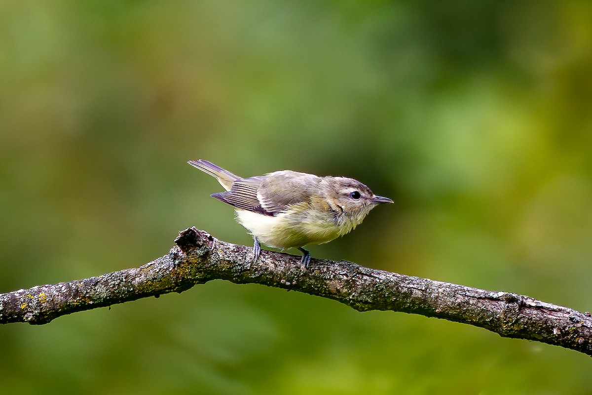 Philadelphia Vireo - ML608756433