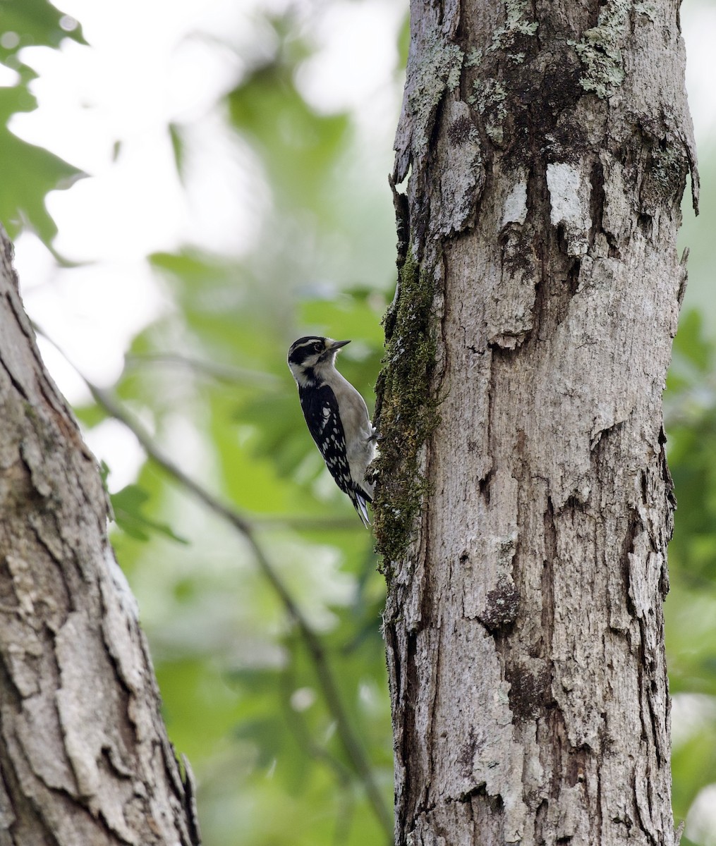 Downy Woodpecker - ML608756505