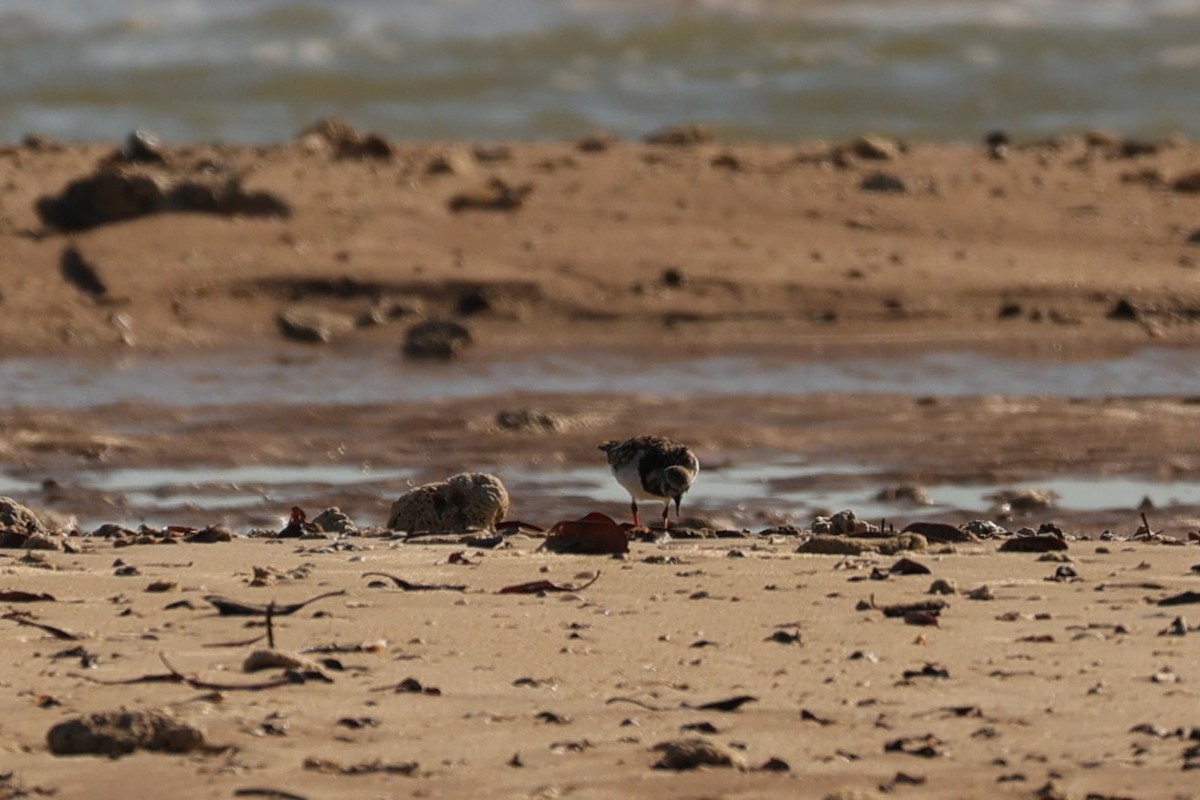 Ruddy Turnstone - ML608756522