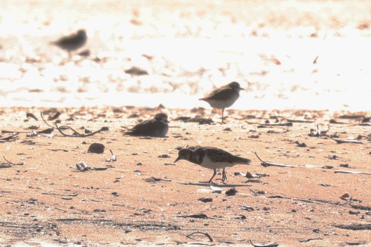 Ruddy Turnstone - ML608756523