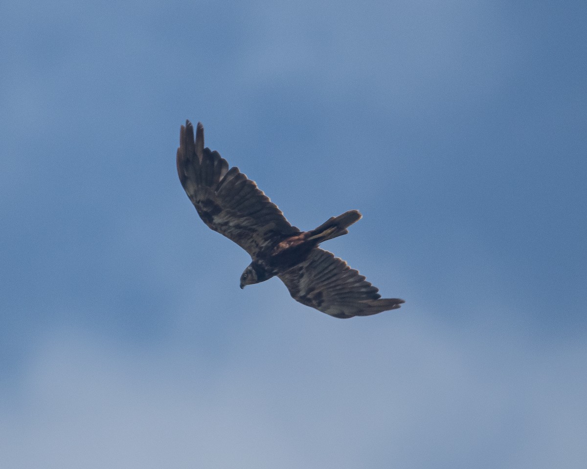 Western Marsh Harrier - ML608756563