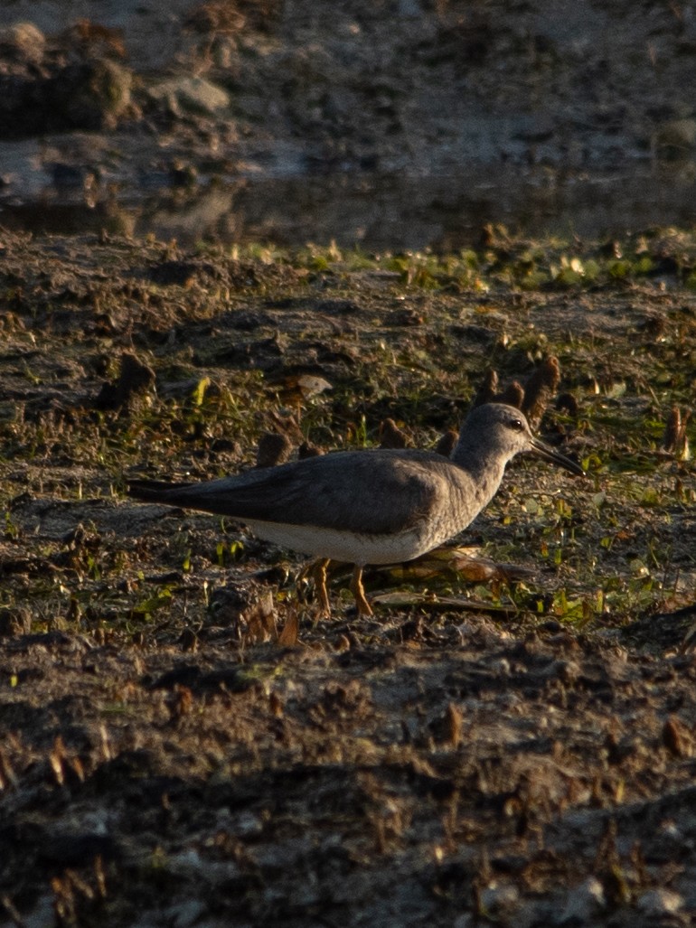 Gray-tailed Tattler - Rene sun