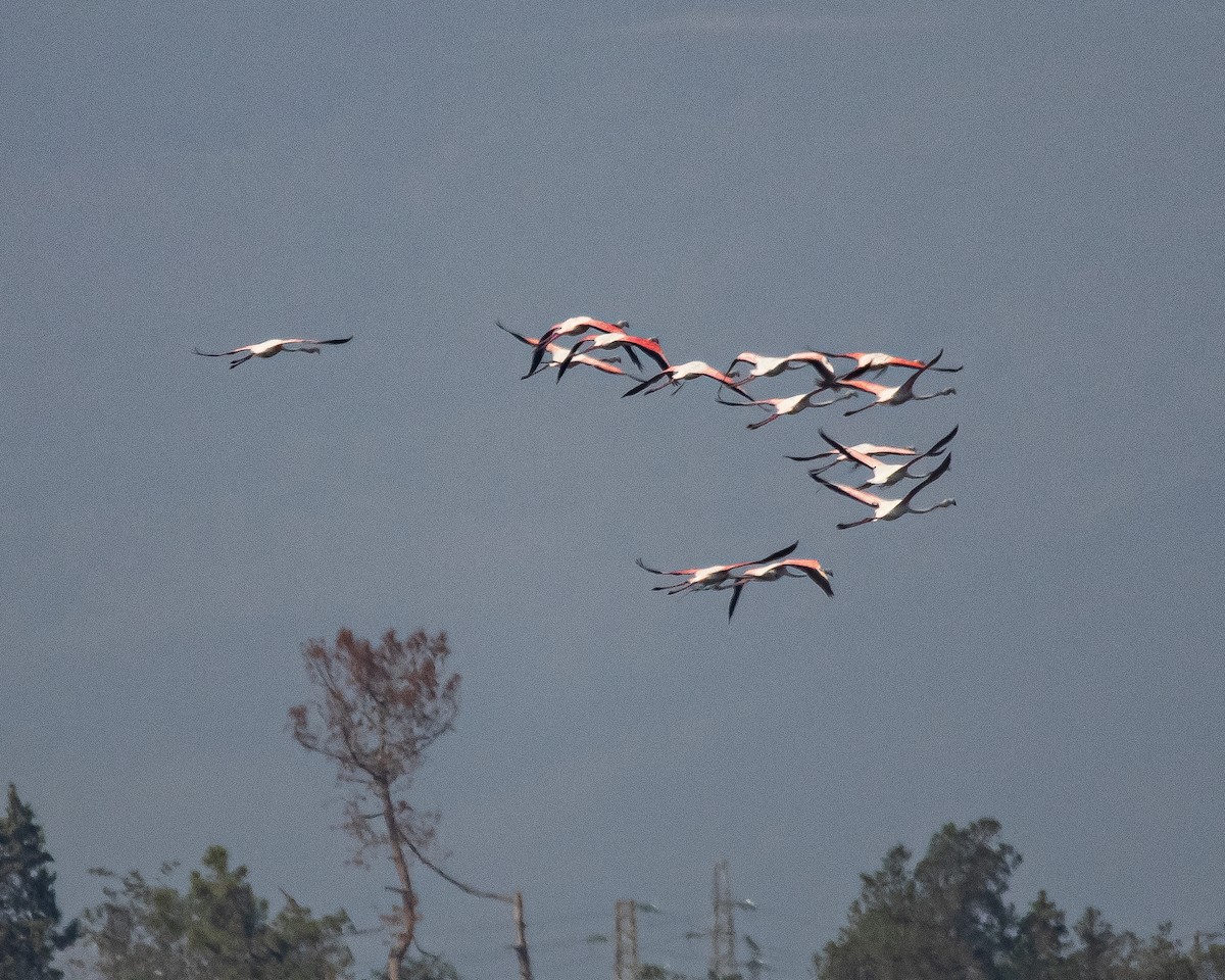 Greater Flamingo - ML608756570