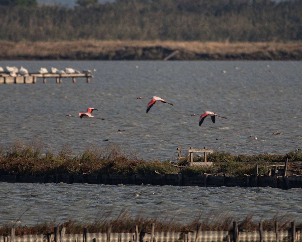 Flamant rose - ML608756571