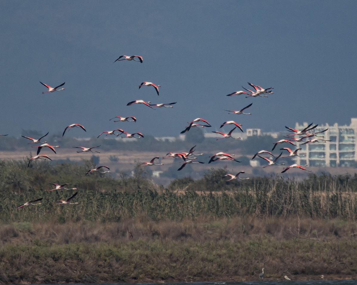 Greater Flamingo - ML608756572