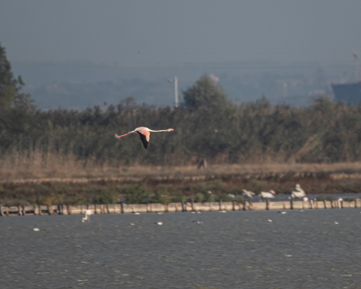 Greater Flamingo - ML608756573